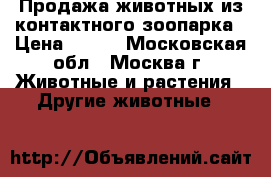 Продажа животных из контактного зоопарка › Цена ­ 100 - Московская обл., Москва г. Животные и растения » Другие животные   